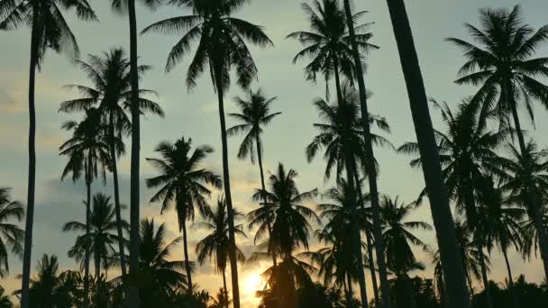 Tropikal Palmiye Ağaçları Ile Günbatımı Manzara — Stok video