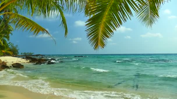 Tropisk Strand Med Palmer Och Blå Havets Vågor — Stockvideo