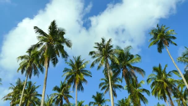 Paisaje Con Palmeras Tropicales Contra Cielo Azul Día Soleado — Vídeos de Stock