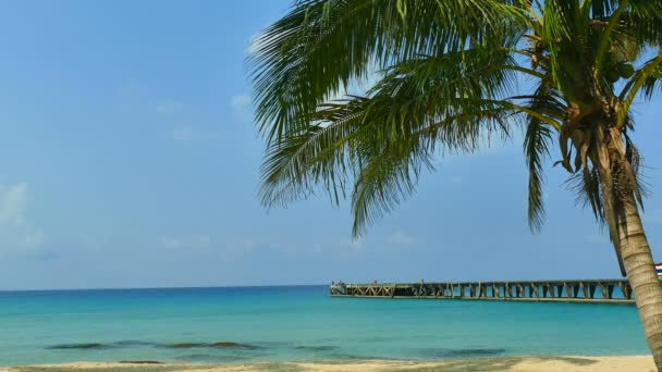 Tropical Beach Palm Tree Blue Ocean Waves — Stock Video