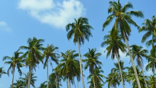 Landschaft Mit Tropischen Palmen Vor Blauem Himmel Einem Sonnigen Tag — Stockvideo