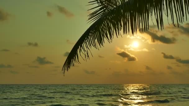 Vista Atardecer Olas Marinas Palmeras Cielo Dramático — Vídeos de Stock