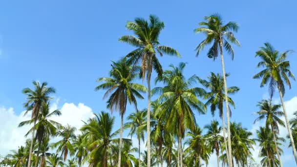 Paisagem Com Palmeiras Tropicais Contra Céu Azul Dia Ensolarado — Vídeo de Stock