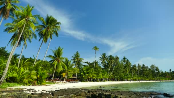 Тропічний Пляж Пальмами Блакитними Океанськими Хвилями — стокове відео