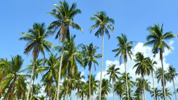 Paisaje Con Palmeras Tropicales Contra Cielo Azul Día Soleado — Vídeo de stock