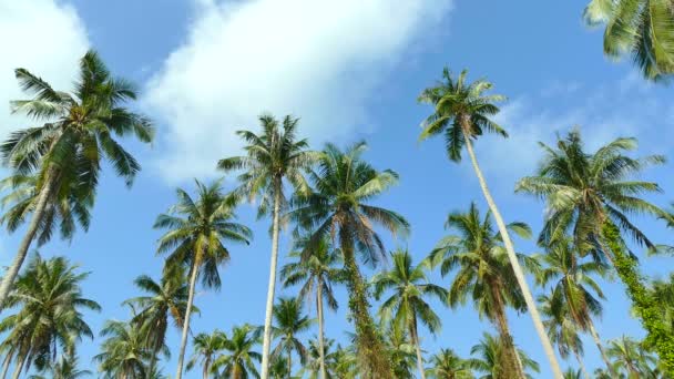 Paysage Avec Des Palmiers Tropicaux Contre Ciel Bleu Par Une — Video