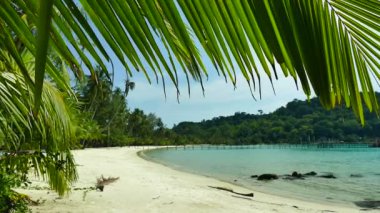 palmiye ağaçları ve mavi okyanus dalgaları ile tropikal plaj