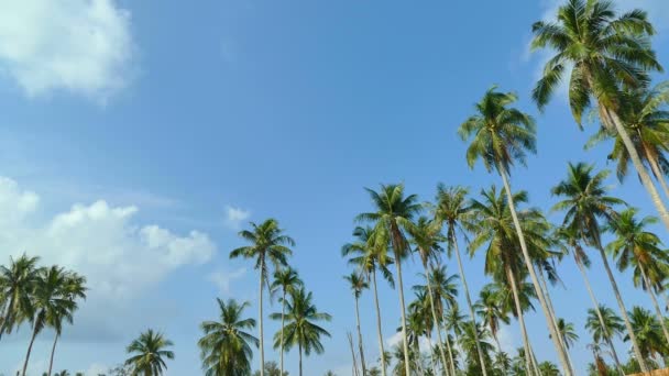 Mavi Gökyüzü Karşı Tropikal Palmiye Ağaçları Ile Güneşli Bir Günde — Stok video