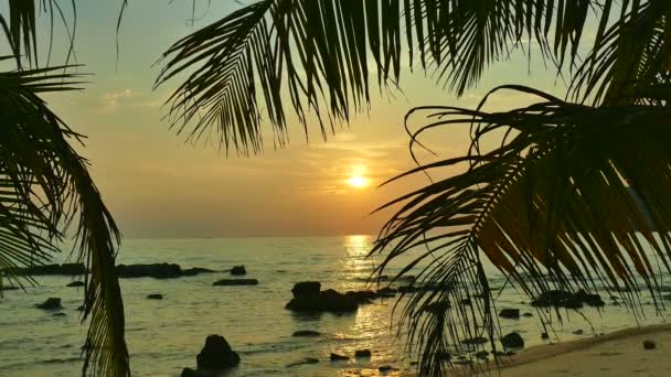 Sunset View Sea Waves Palm Trees Dramatic Sky — Stock Video