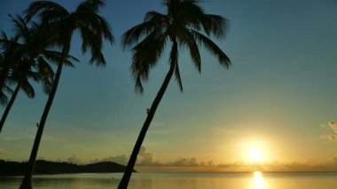 palmiye ağaçları ve günbatımı gökyüzü ile tropikal plaj 