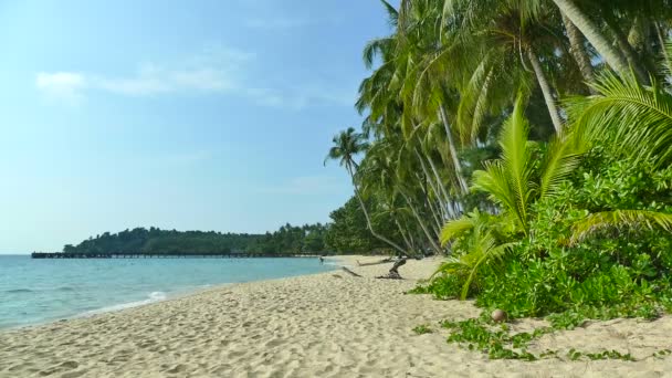 Spiaggia Tropicale Con Palme Onde Blu Dell Oceano — Video Stock
