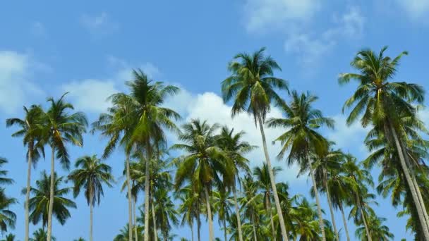 Landscape Tropical Palm Trees Blue Sky Sunny Day — Stock Video