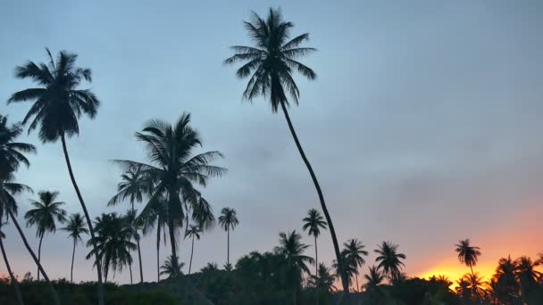 Изумительный Вид Море Пальмы Впечатляющее Небо Заката — стоковое видео