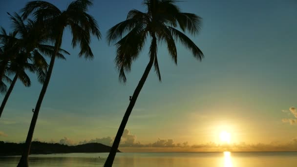 Plage Tropicale Avec Palmiers Coucher Soleil — Video