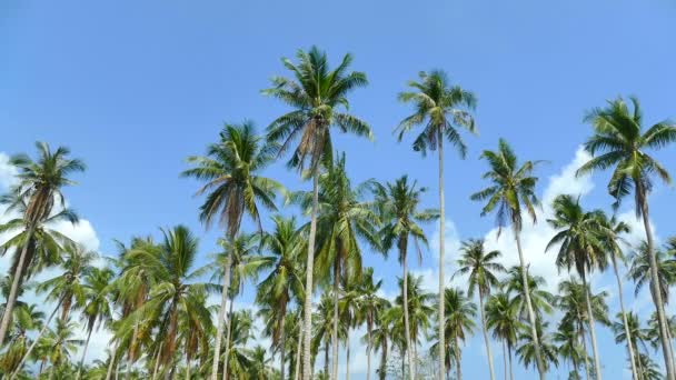 Paisagem Com Palmeiras Tropicais Contra Céu Azul Dia Ensolarado — Vídeo de Stock