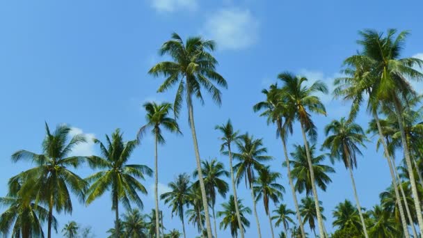 Краєвид Тропічними Пальмами Тлі Блакитного Неба Сонячний День — стокове відео