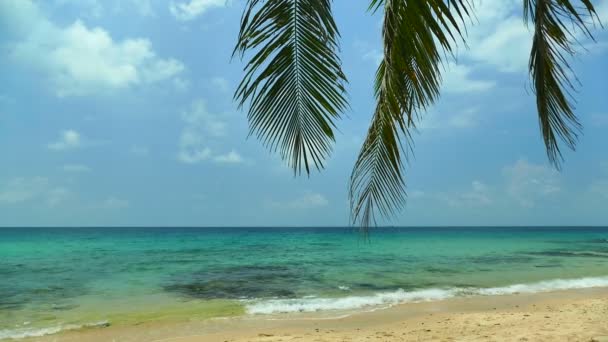 Tropisk Strand Palm Tree Och Blå Havets Vågor — Stockvideo