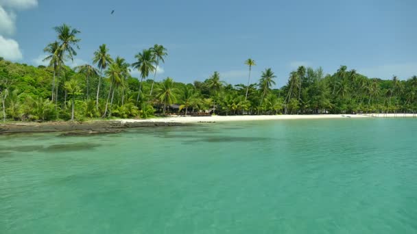 Tropischer Strand Mit Palmen Und Blauen Meereswellen — Stockvideo