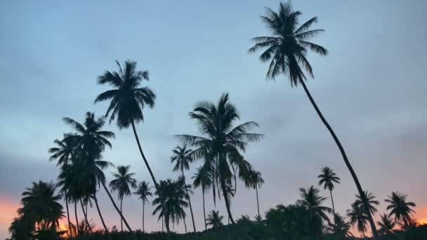 Deniz Palmiye Ağaçları Dramatik Günbatımı Gökyüzü Inanılmaz Görünümünü — Stok video