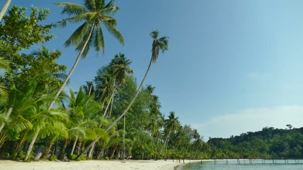 Tropischer Strand Mit Palmen Und Blauen Meereswellen — Stockvideo