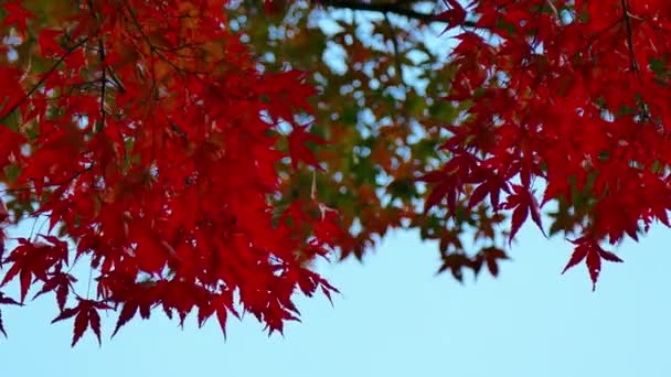 Grenar Med Röda Höstfärger Mot Blå Himmel — Stockvideo