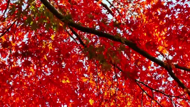 Κλάδους Κόκκινο Φθινόπωρο Φύλλωμα Κατά Της Μπλε Του Ουρανού — Αρχείο Βίντεο