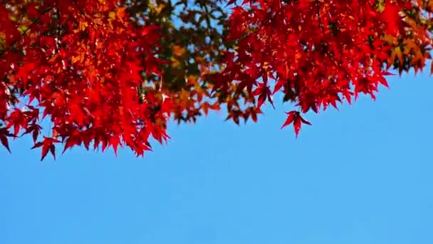 Cabang Dengan Dedaunan Musim Gugur Merah Terhadap Langit Biru — Stok Video