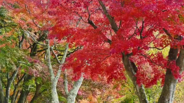 Drzew Czerwonej Liście Jesienią Parku Niesamowite Krajobraz — Wideo stockowe