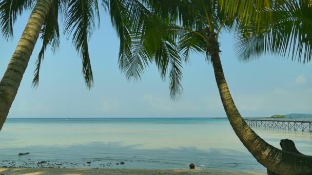 Trópusi Tengerpart Pálmafákkal Kék Óceán Hullámai — Stock videók
