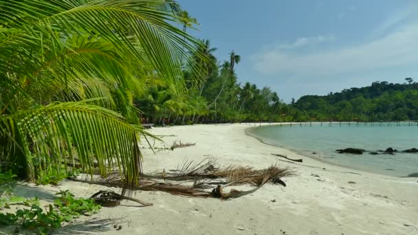 Malerischer Yachthafen Mit Tropischem Strand Urlaub Und Reisen — Stockvideo