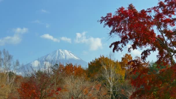Japonya Daki Fuji Dağı Ile Renkli Sonbahar Manzarası — Stok video