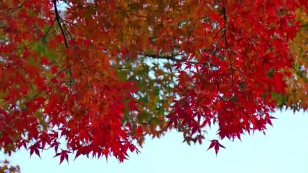 Takken Met Rode Herfst Gebladerte Tegen Blauwe Hemel — Stockvideo