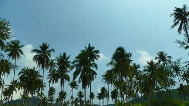 Paisaje Con Palmeras Tropicales Contra Cielo Azul Día Soleado — Vídeos de Stock