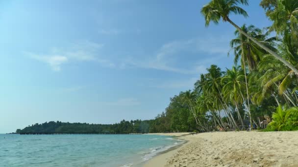 Tropisch Strand Met Palmbomen Blauwe Oceaan Golven — Stockvideo