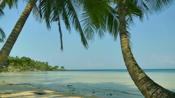 Vista Pittoresca Onde Marine Palme Sulla Spiaggia Tropicale — Video Stock