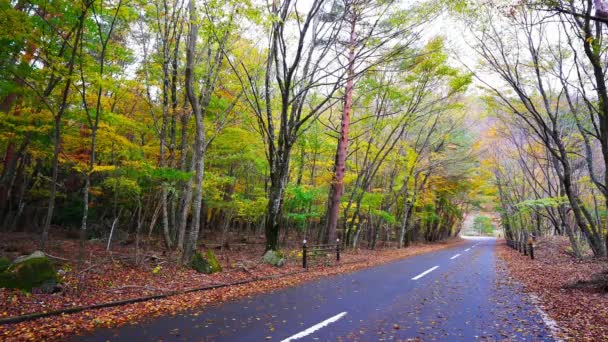 Estrada Asfalto Parque Árvores Com Folhagem Outono Vermelho Paisagem Incrível — Vídeo de Stock
