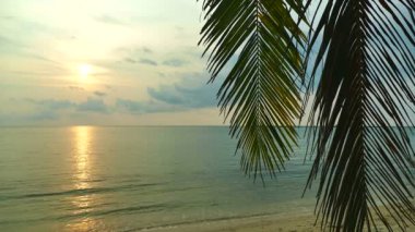 muhteşem deniz ve palmiye ağacı görünümünü güneşli 