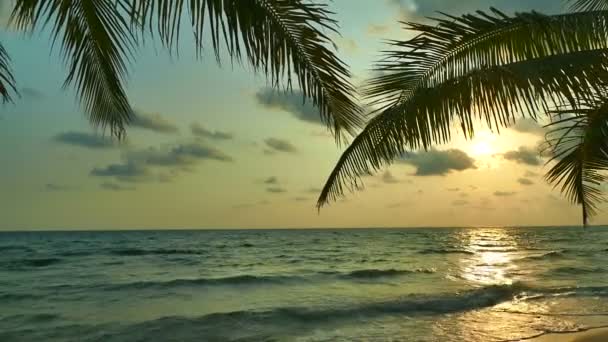 Изумительный Вид Море Пальмы Солнечный День — стоковое видео