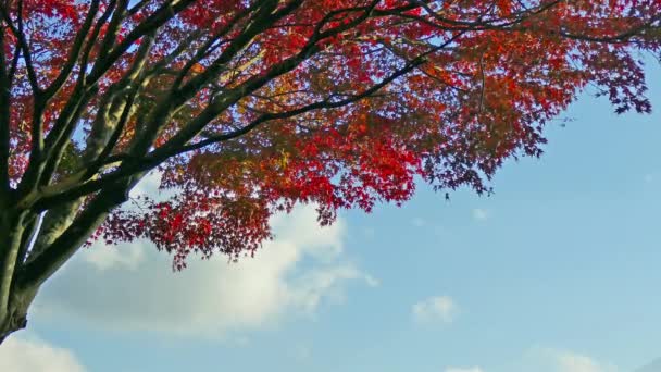 Branches Red Autumn Foliage Blue Sky — Stock Video