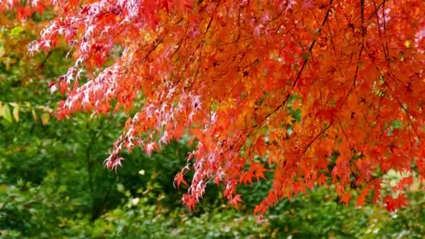 Árvores Com Folhagem Outono Vermelho Parque Paisagem Incrível — Vídeo de Stock