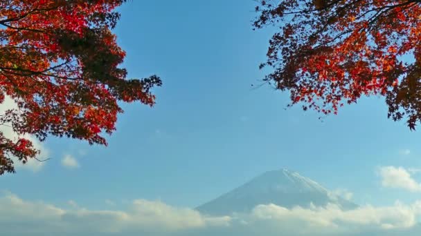 Ramas Con Follaje Rojo Otoño Contra Cielo Azul — Vídeo de stock