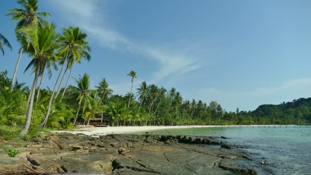 Tropical Beach Palm Trees Blue Ocean Waves — Stock Video