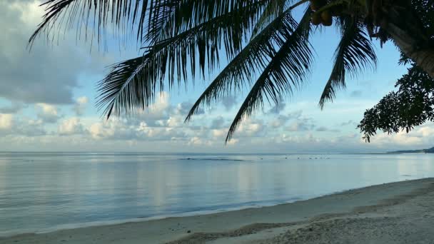 Spiaggia Tropicale Con Palme Onde Blu Dell Oceano — Video Stock