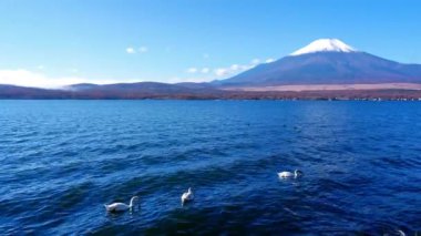 Japonya 'daki Yamanakako gölünde kuğular, arka planda Fuji dağı