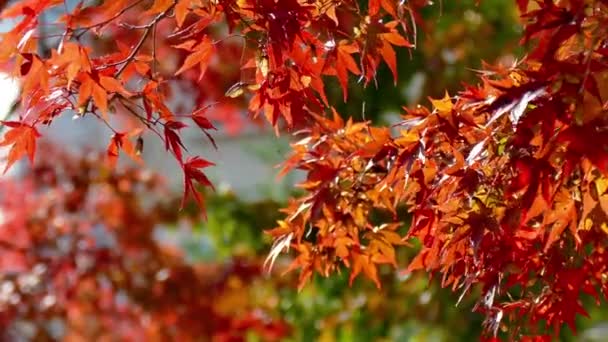 Ramas Con Follaje Rojo Otoño — Vídeo de stock