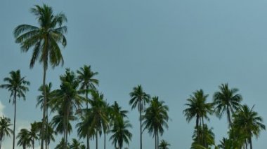 Mavi gökyüzü karşı tropikal palmiye ağaçları ile güneşli bir günde manzara 