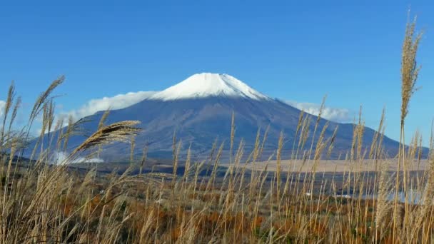 Färgglada Höstlandskap Med Berget Fuji Japan — Stockvideo