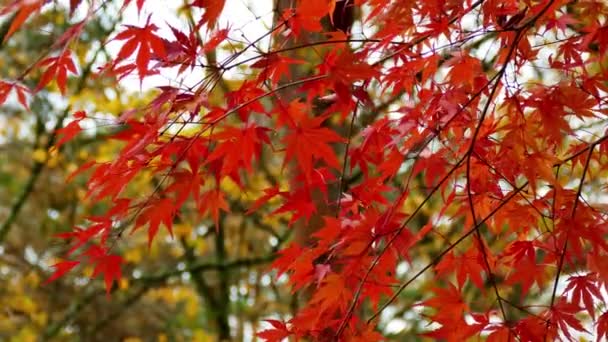 Árboles Con Follaje Rojo Otoño Parque Paisaje Increíble — Vídeos de Stock