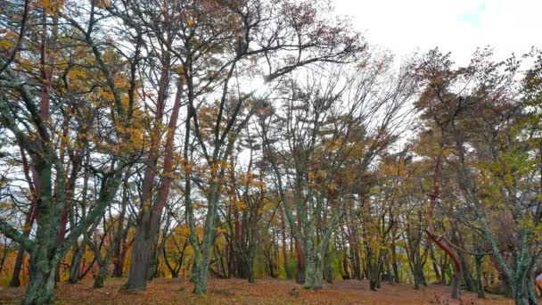 Дерева Осіннім Листям Парку Дивовижний Пейзаж — стокове відео