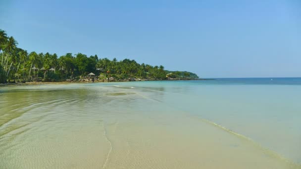 plage tropicale avec palmiers et vagues bleu océan 